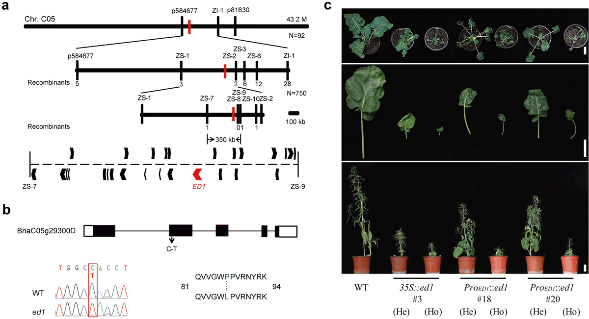 sci_plant's tweet photo. Three BnaIAA7 homologs are involved in auxin/brassinosteroid-mediated plant morphogenesis in rapeseed (Brassica napus L.)
https://t.co/3EPEI3R2WZ
#sciplant #scicomm #auxin #morphogenesis @PlantCellRep ♻️ https://t.co/Ti8t4AKwmE