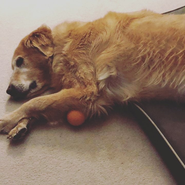 1LegUpPets's tweet photo. Sweet Spencer even takes his ball to bed. ❤️ 

9 more days to spoil your furry friend! 
Get yours at https://t.co/jTWXHc5rzV or check our website for a list of local stores that carry them!

#madeinusa #madeinamerica #dogtoys https://t.co/bG77vU9GqP