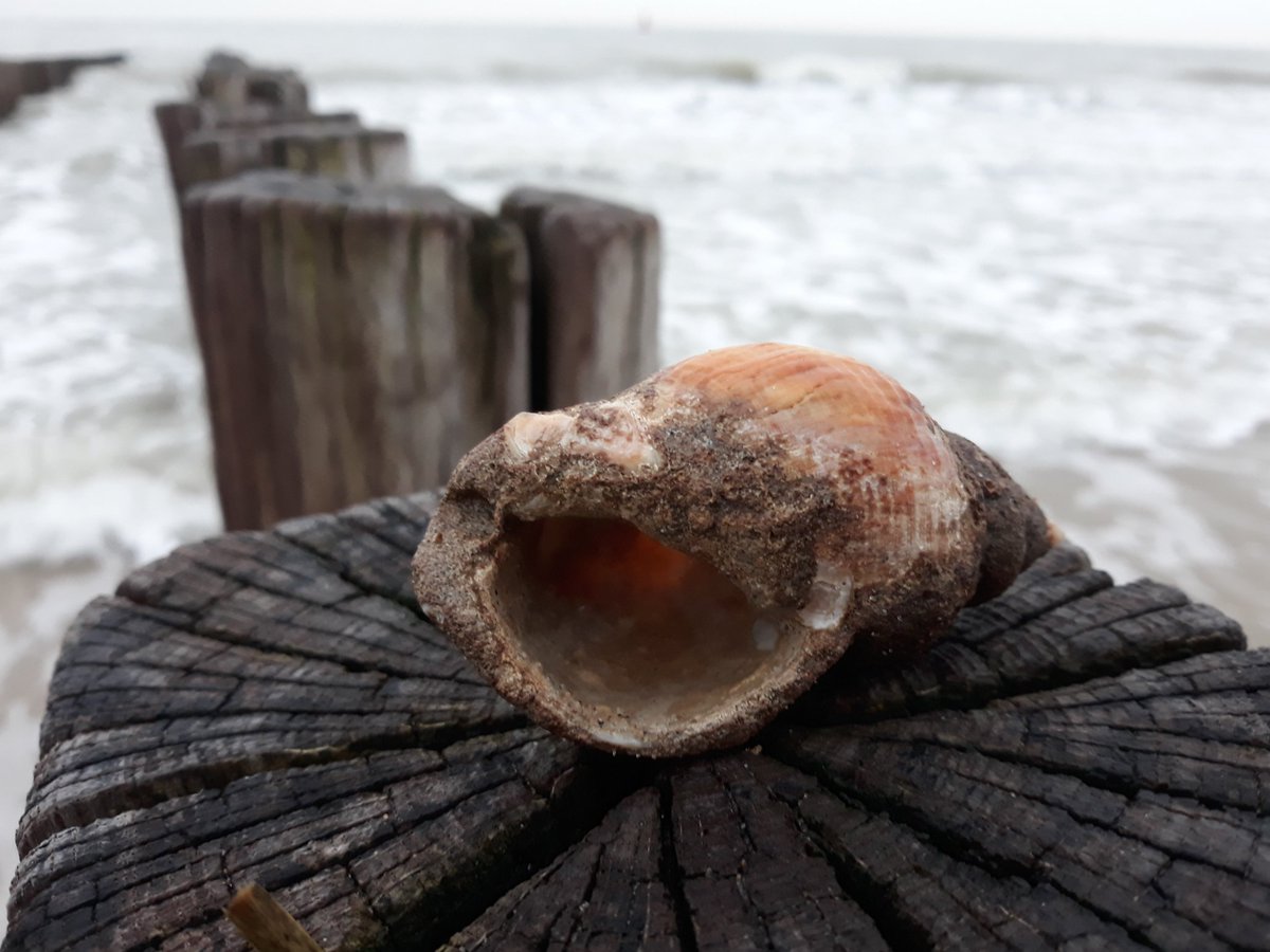 MarijkeLieman's tweet photo. Veel wulkenschelpen op het strand vandaag. Deze is vermoedelijk een tijdje gebruikt door een heremietkreeft, vandaar de gladgeschuurde onderkant ( nu boven ) .
#Wulk
#Heremietkreeft
#Dishoek https://t.co/ARfM73TTOe
