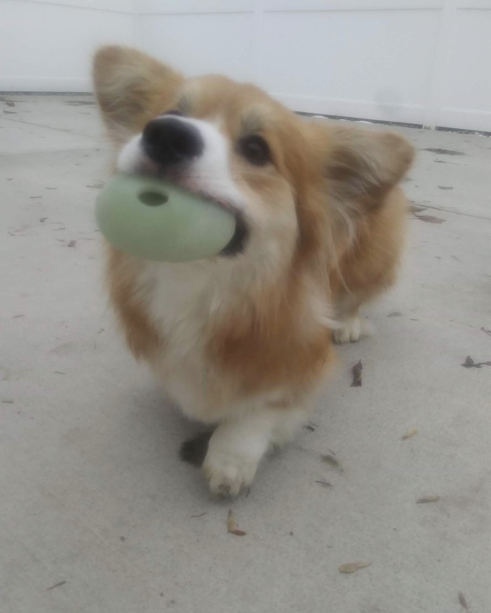 NoBarksAboutIt's tweet photo. Leo loved playing with the Jolly Pets teaser ball (a ball inside a ball; what’s not to love?) and every other round toy available to monch during his Solo Play Yard elective today. Stop at the front desk to sign up your pup for an elective activity during their daycare stay! https://t.co/Nu3AU18n99