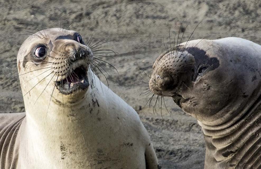 JeanPaulepanda's tweet photo. - J'ai rencontré une femelle plus jeune. Je te quitte !
- PHOQUE YOU !
-... https://t.co/jJ4iX9W9PK