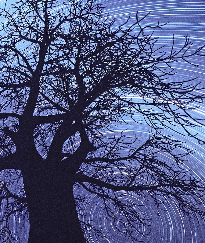 AstronomieNL's tweet photo. Winnaar categorie Skyscapes
Sterrensporen met Baobab.
Credit: Jan Koeman.
https://t.co/wVNCQMqvn6
#NOVA20 #IAU100 #Gvds19 https://t.co/9iKCTxWC1z