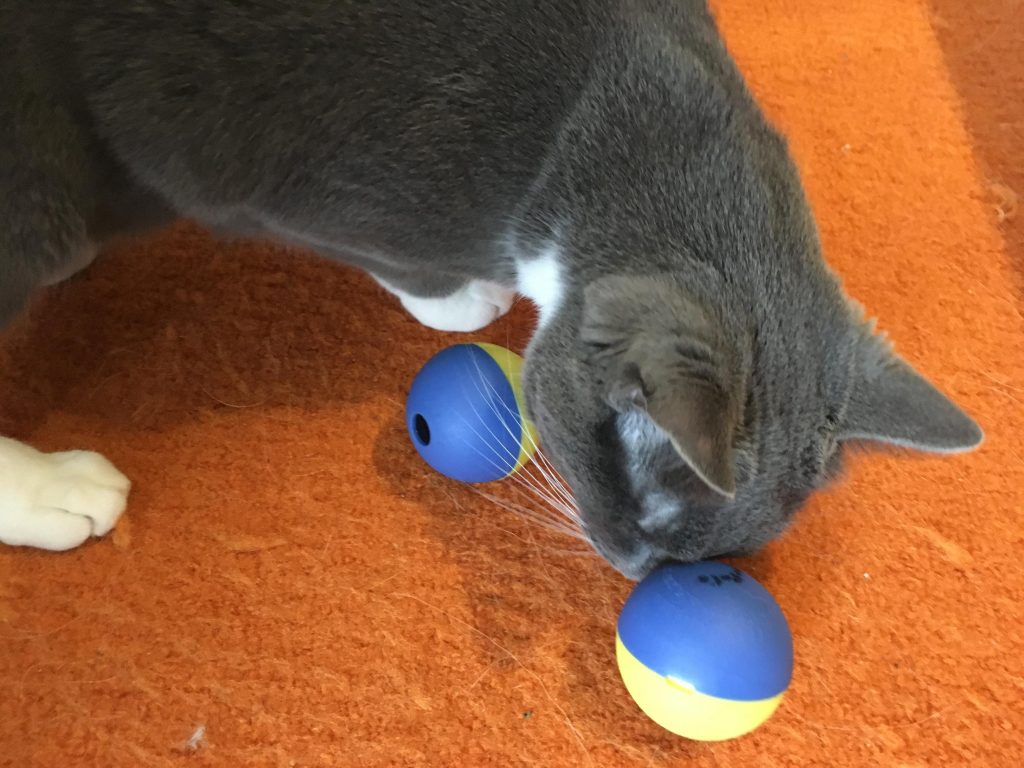 foragingcats's tweet photo. Beginner forager? Need an easy puzzle? How about a senior or a handicapped cat just starting out? These balls are great, cheap and versatile later as your cat improves at foraging. #foragingtoys #12foragingdaysofxmas #foodpuzzlesforcats #FPFC https://t.co/PkWuOXhA2i https://t.co/unLGnr4Dny