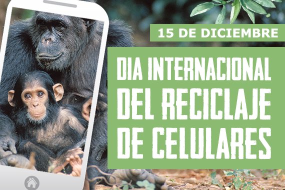JaneGoodallArg's tweet photo. 📱 ♻️ 🌿
El IJGA celebra el #DíaInternacionaldeReciclajedeCelulares para crear conciencia sobre los minerales en conflicto y sus efectos nocivos para los animales, las personas y nuestro #ambiente.
https://t.co/jMoIfMN3xM
#ForestIsCalling #LaSelvaTeLlama https://t.co/mxouE2TTLD