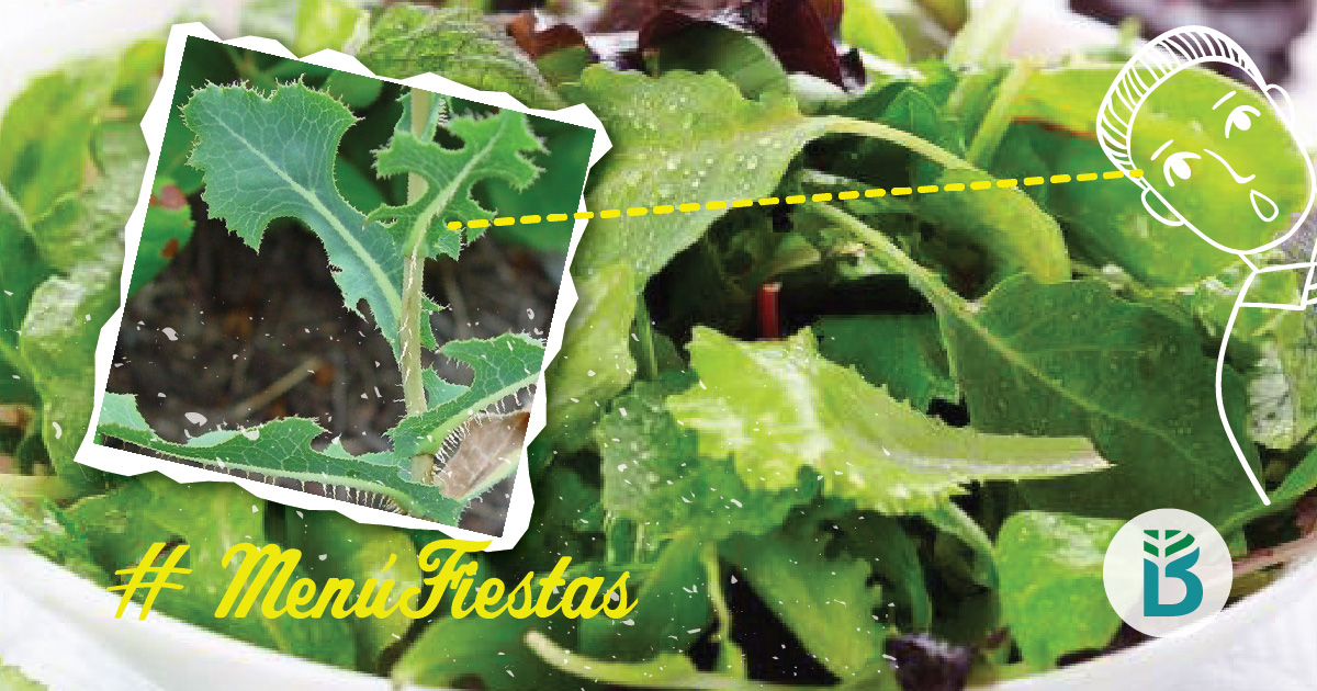 argenbiooficial's tweet photo. #MenuFiestas🎄 Ensalada de verdes… con lechuga espinosa!!😱 La diversidad de lechugas que tenemos hoy se la debemos a la #Innovación y el #MejoramientoGenético, así podemos elegir una combinación de mantecosa, crespa, francesa, morada y mas 😍 @ChileBio_AG @inta @Agrobio_andina https://t.co/mipBwqFKc2
