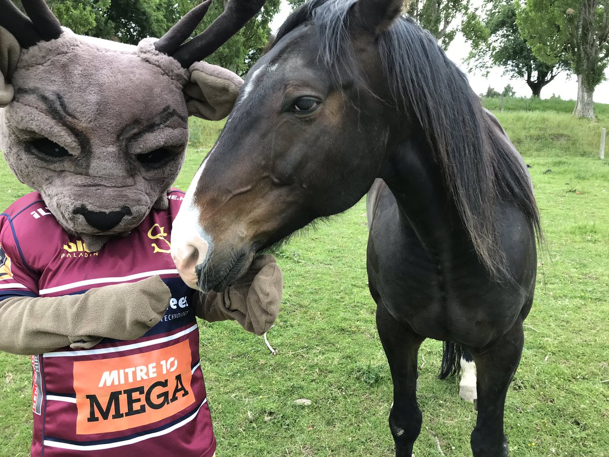 SouthernFD's tweet image. Rugby Southlands Steve-O the stag out searching for a Nadroga Stallion.  Oooops wrong sort of Stallion @Pandasport @Chandy229 @sallyrae8 @HokonuiRadio @RugbySouthland @nadrogarugby