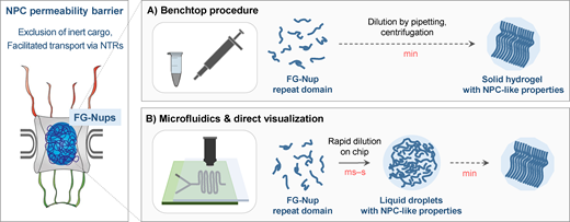 JCellBiol's tweet photo. Dorothee Dormann highlights work from Celetti and colleagues (https://t.co/p420ym1TbH) that demonstrates liquid–liquid phase separation of FG-nucleoporins into droplets that mimic the nuclear pore permeability barrier. (https://t.co/AN5PR6CEOW) https://t.co/5pmYVYb2eg