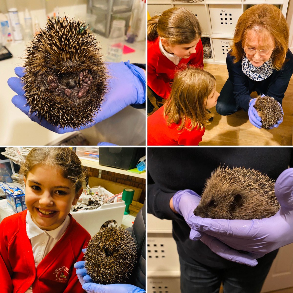 LoobyDooby22's tweet photo. So tonight I took the girls to meet Mary at Leyland Hedgehog Rescue - she works day and night rescuing and treating sick or injured hogs - we took her a hamper of @BramblesPawLtd food & bedding and learnt lots about the care she carries out 🦔🦔 #hedgehog #rescue ❤️❤️ https://t.co/LE1XaYU3AD