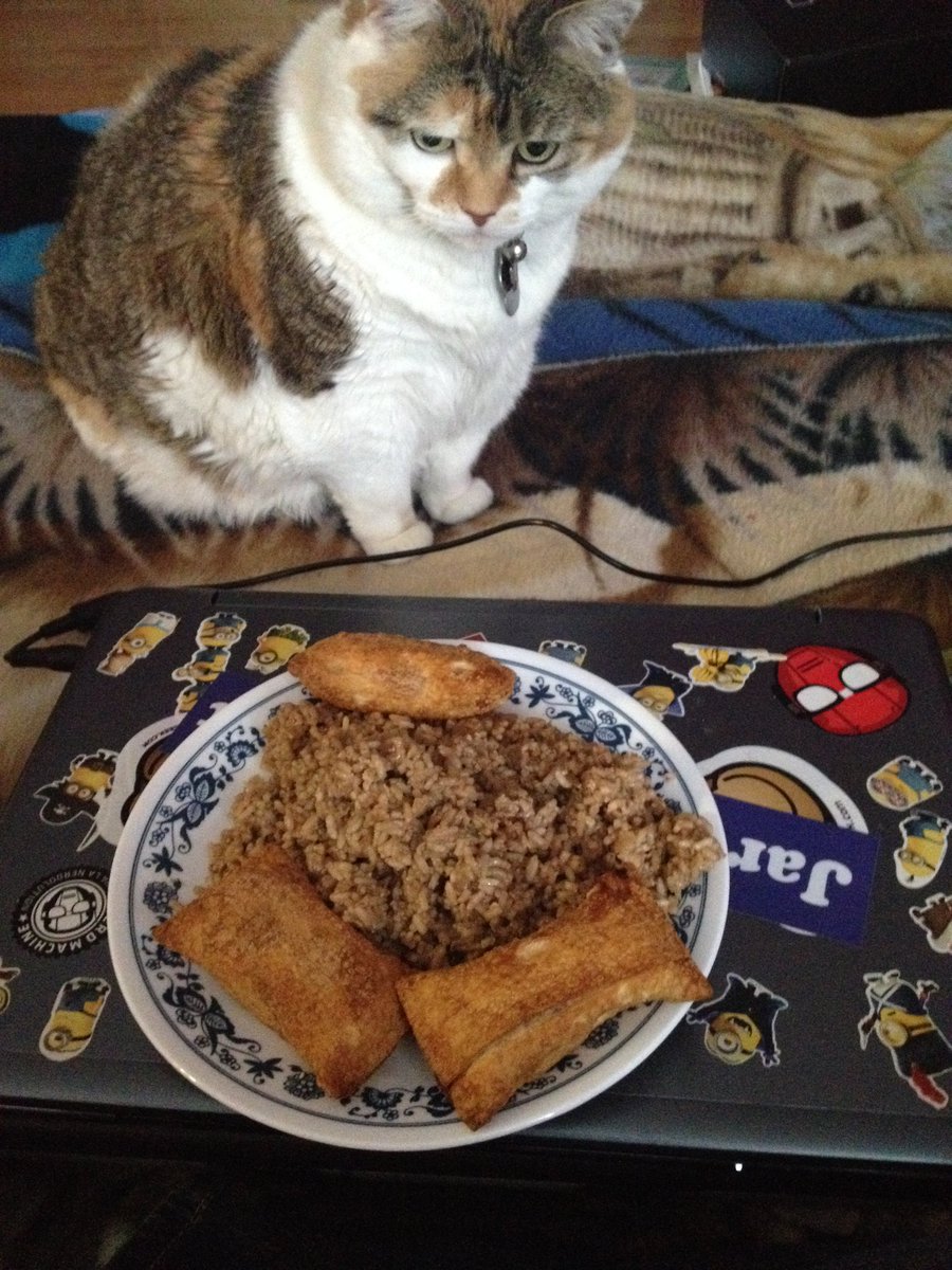 BitsyItsyandBoo's tweet photo. The #Itsybeast's favourite food in the whole world is Momma's rice. Nobody else's. She never wants a lot. Just a little mouthful and she's content.
#CatsOfTwitter #Itsy #MommasGrump #SixteenpoundsofCranky https://t.co/BkChUrqB1U