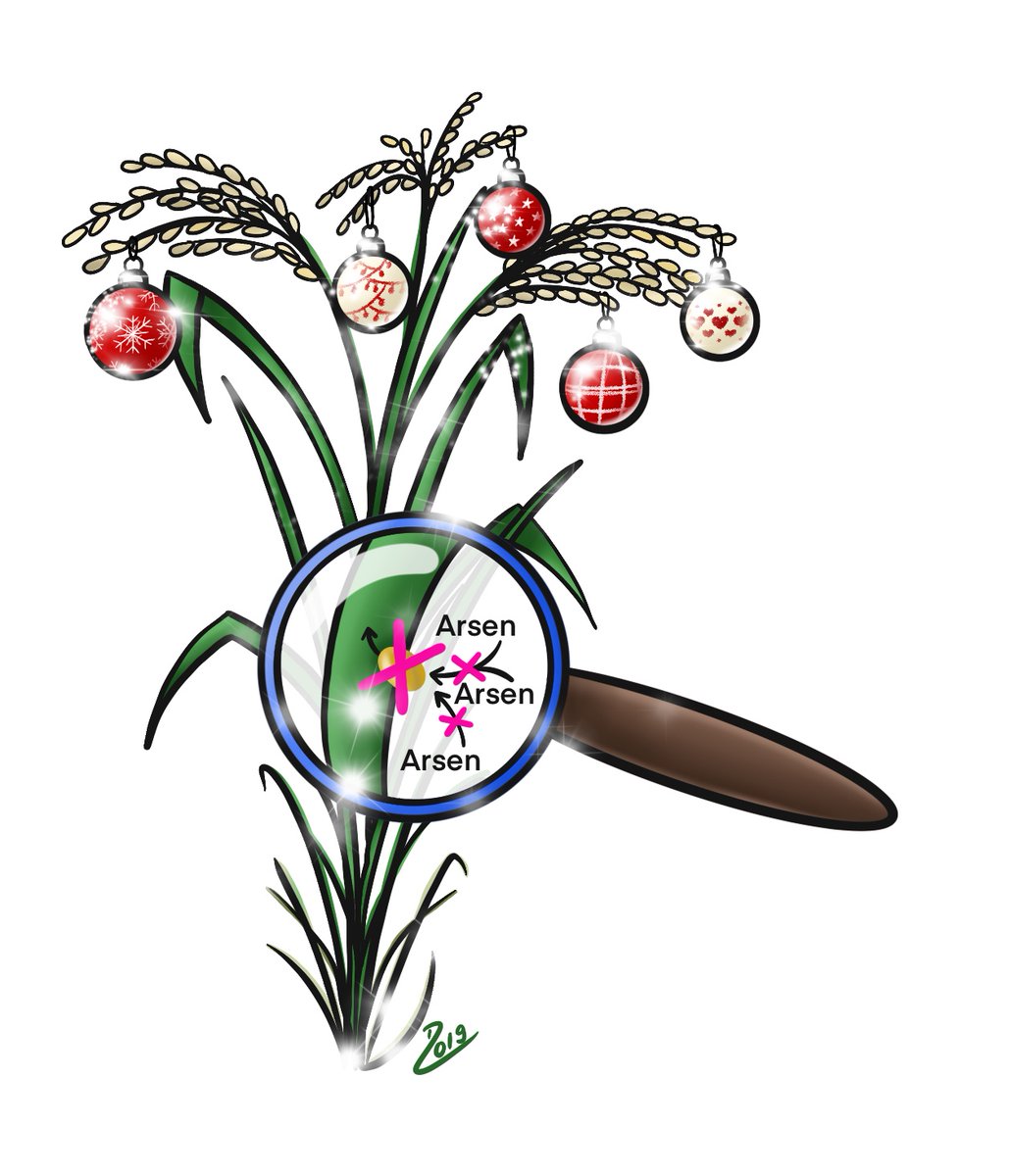 ProgAgrarwende's tweet photo. The cultivation of rice on flooded fields favours the uptake of arsenic, a potential health risk. #CRISPR has reduced the amount of arsenic in the rice grain.
The 22th day of our #CRISPRcalendar by @Dariabidopsis & @domos89 🧬✂️🎄
https://t.co/TAAI71tj33 https://t.co/Bbhaf0hLO0