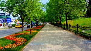 Injecting green and biodiversity into cities doesn’t always require large spaces. Smaller spaces like boulevards between the sidewalk and the street can host much more biodiversity than they typically do, which also creates more attractive and pedestrian friendly streets.