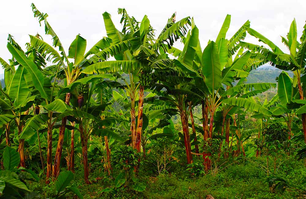 Agriculturers's tweet photo. Elefantiasis, una curiosa enfermedad
https://t.co/70kpy6DFrU https://t.co/c1AJ2FDZG1