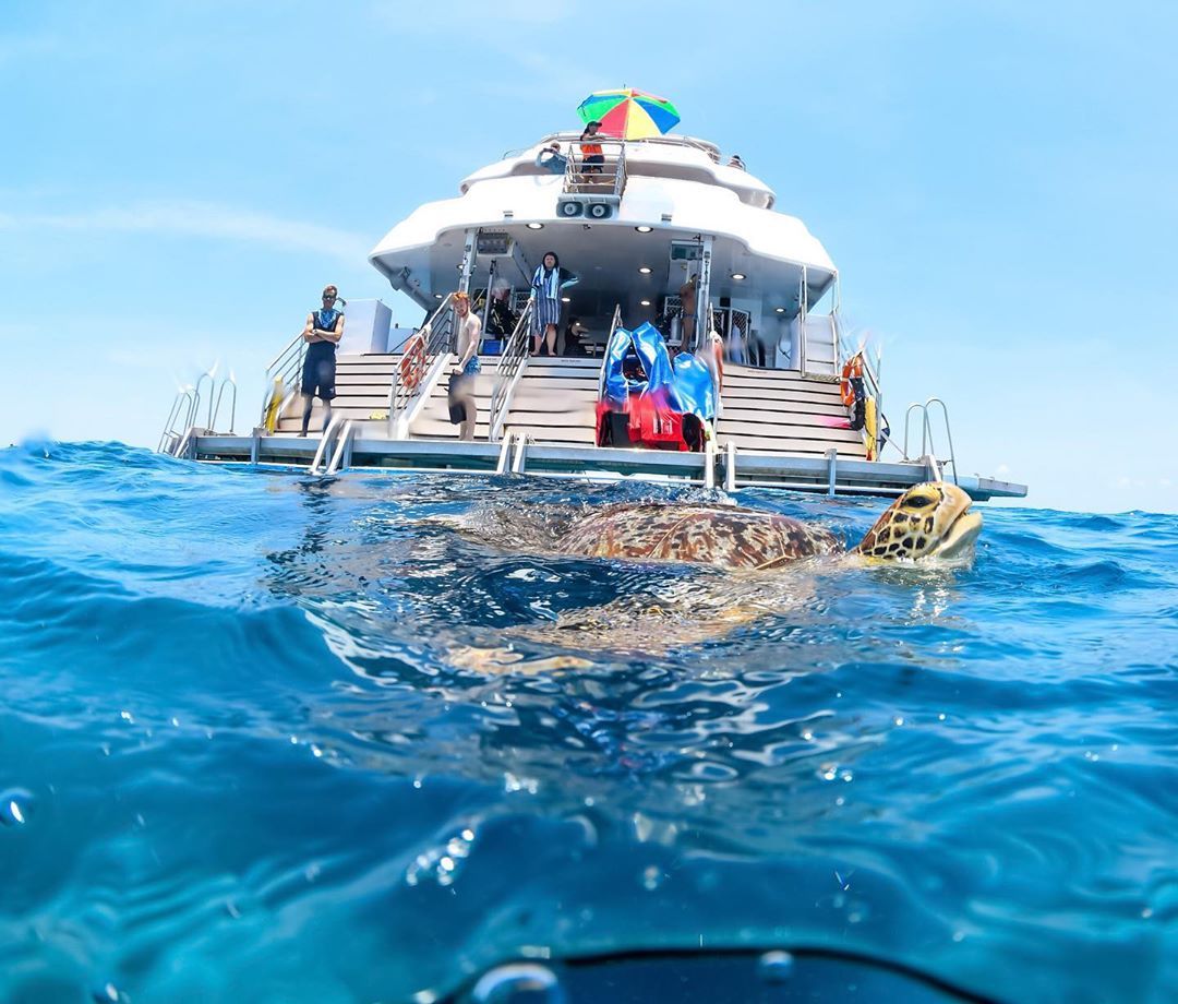 studycairns's tweet photo. Look who popped up to say hello to snorkellers on the Great Barrier Reef!
📷 @dive_down_under
.
.
.
#studycairns #studyqueensland #cairnsstudenthub #studyinqld #studyabroad #internationalstudent #studentlife #Cairns https://t.co/f4DIgAFatY