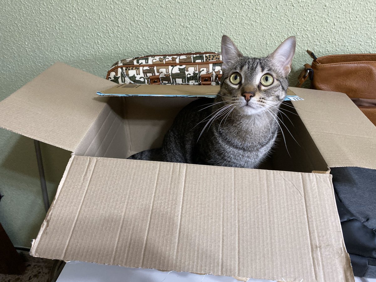 yeskacierzo's tweet photo. A Yoshi le encanta el momento unboxing 📦😍

#cats #CatsOfTwitter #catslovers #gatos #amorgatuno #yeska #lagatadelcierzo #miau #meow #catlovers https://t.co/Zfx1Kq5mjh