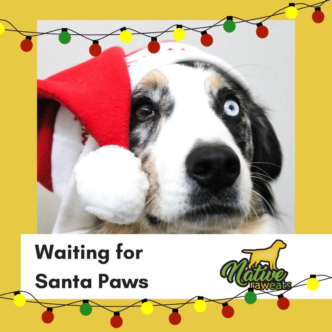 native_raw's tweet image. We are all waiting for Santa Paws! 🐾🥕🍖 

#rawdiet #rawdogfood #allnaturaldogfood #rawfeddog #coloradodogs #denverdogs #dogsofdenver #doglover #dogfood #puppies #rawfeddogs #healthydogfood #healthydog #puppylife #nativeraweats