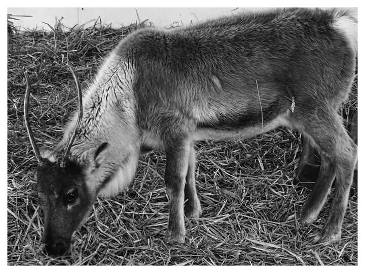Snapped this gorgeous baby yesterday.  What a cutie!

#babyreindeer #reindeer #santashelper #christmas #cotleyfarm #photooftheday #photographer #Devon #feelingfestive #cutefactor