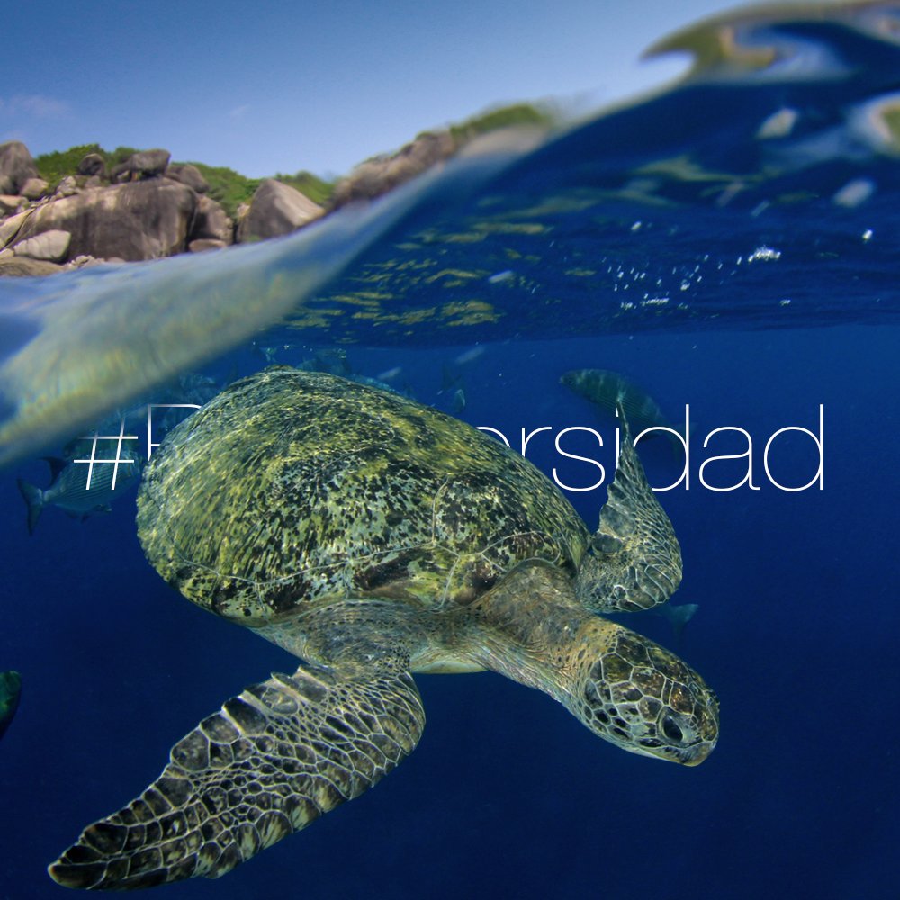 FBiodiversidad's tweet image. España es uno de los países europeos con más #Biodiversidad marina. Unas 10.300 especies, el 5,1% del total mundial.

Con el @LifeIntemares, España tiene en marcha el mayor proyecto de conservación marina de Europa.