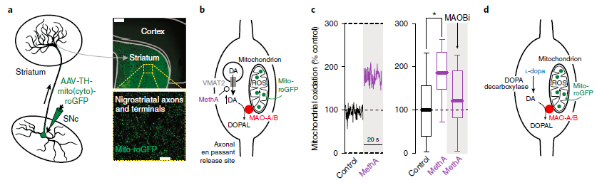 NatureNeuro's tweet photo. Metabolism of #dopamine by monoamine oxidase (MAO) leads to mitochondrial electron transport chain (ETC) activity, helping to support the bioenergetic demands of phasic release https://t.co/NPFkJ0nL50 https://t.co/SIAy4X5P5N