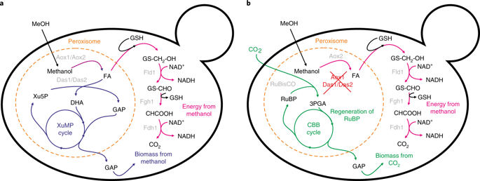 NatureBiotech's tweet photo. The industrial yeast Pichia pastoris is converted from a heterotroph into an autotroph capable of growth on CO2 https://t.co/1q6L09quqI https://t.co/oVk8dwVxp5
