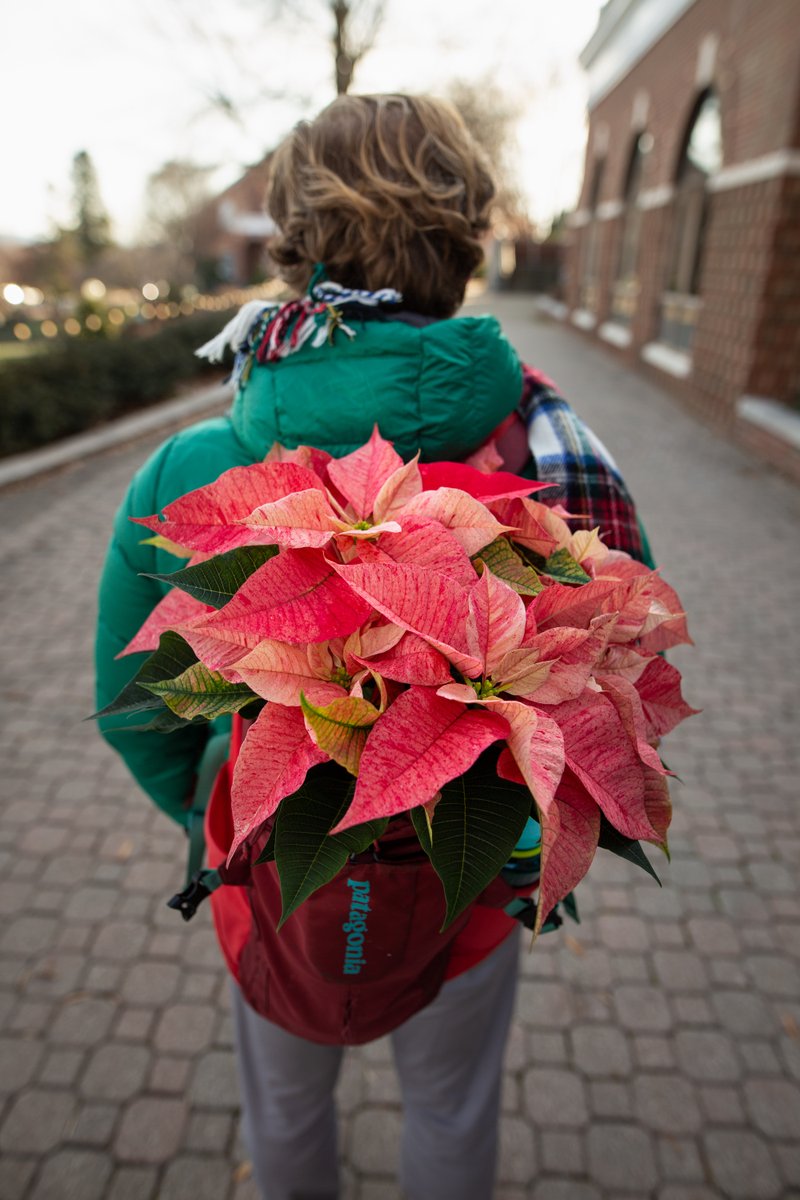 EMU_News's tweet image. This holiday season, take Christmas cheer with you everywhere you go...though that doesn&apos;t necessarily mean you need to carry a poinsettia around in your backpack.. #emuview #christmasfun