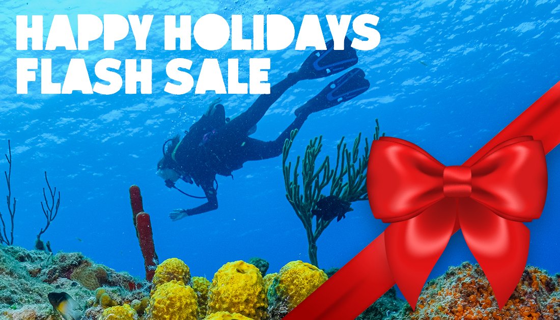 DiveParadise_Cozumel tweet media