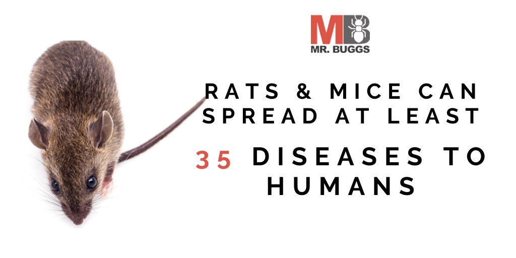 Mr_Buggs_Pest's tweet photo. The infections may be spread through droppings, urine, saliva, rodent bites, or through fleas or ticks that have fed on an infected rodent https://t.co/A1bxFXrCiV