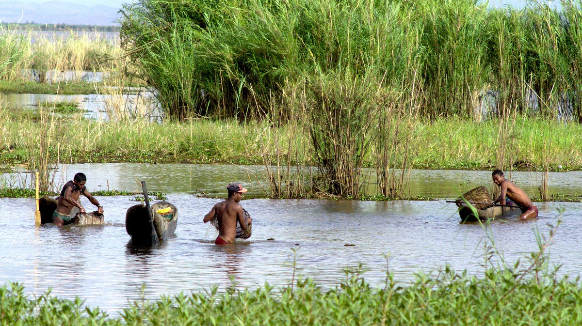 MadagConservDev's tweet photo. Just published: "Plight of the unsung ecosystems" by Natasha Stoudmann https://t.co/wOVrA94cvi #Madagascar #wetlands https://t.co/AbuGzABc8n