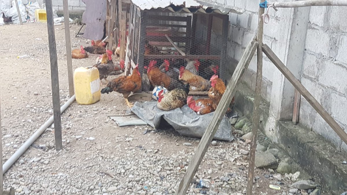PoliciaEcuador's tweet photo. ...en #ElOro se realizó el operativo #Victoria491, donde fueron capturadas 8 personas presuntas implicadas en el robo a una granja avícola, a quienes se les encontró los objetos sustraídos... https://t.co/3JMfgMkXHc