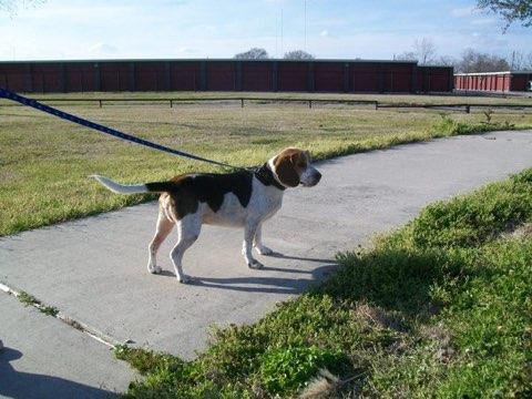 muttofsteel's tweet image. I lost my best friend yesterday morning. 15 years is a long time for a dog, but it's never long enough.

I don't want sympathy, but I wanted people to know that he lived a good, long life, and that I loved him very much.

Rest in peace, buddy. I miss you so much.