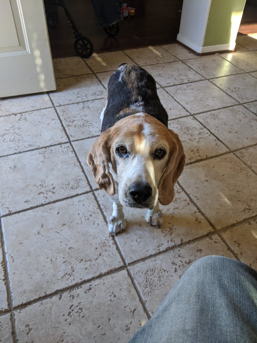 muttofsteel's tweet image. I lost my best friend yesterday morning. 15 years is a long time for a dog, but it's never long enough.

I don't want sympathy, but I wanted people to know that he lived a good, long life, and that I loved him very much.

Rest in peace, buddy. I miss you so much.