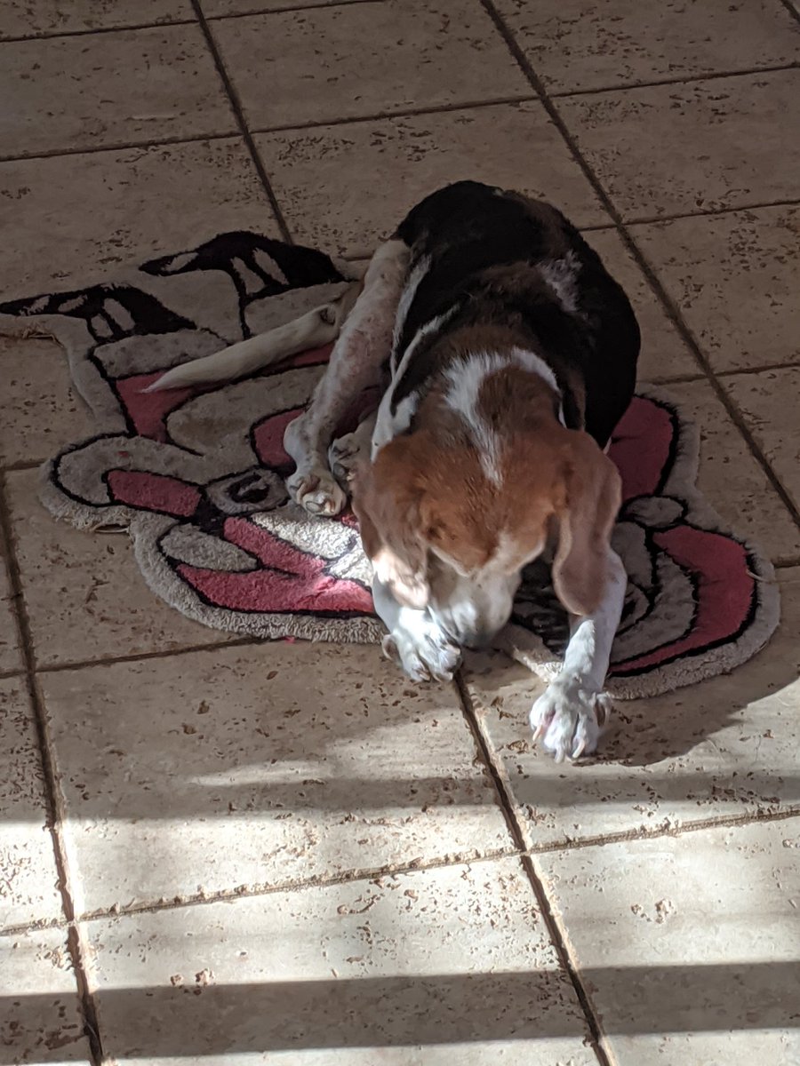 muttofsteel's tweet image. I lost my best friend yesterday morning. 15 years is a long time for a dog, but it's never long enough.

I don't want sympathy, but I wanted people to know that he lived a good, long life, and that I loved him very much.

Rest in peace, buddy. I miss you so much.