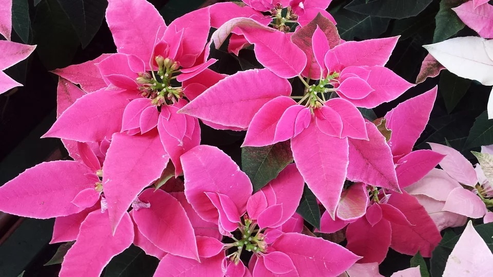 Le poinsettia, également appelé "étoile de Noël", est une plante typique de la fin d'année et de la période de Noël. #LundiFleuri