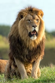 The Black Maned Lions are becoming extinct due to Hunters wanting the biggest & most beautiful of the species,hence the lion’s are becoming smaller and weaker as has the Bull Elephants they’re are only about 25 BigTuskers left on the Planet.Ban Trophy Hunting before it’s too late