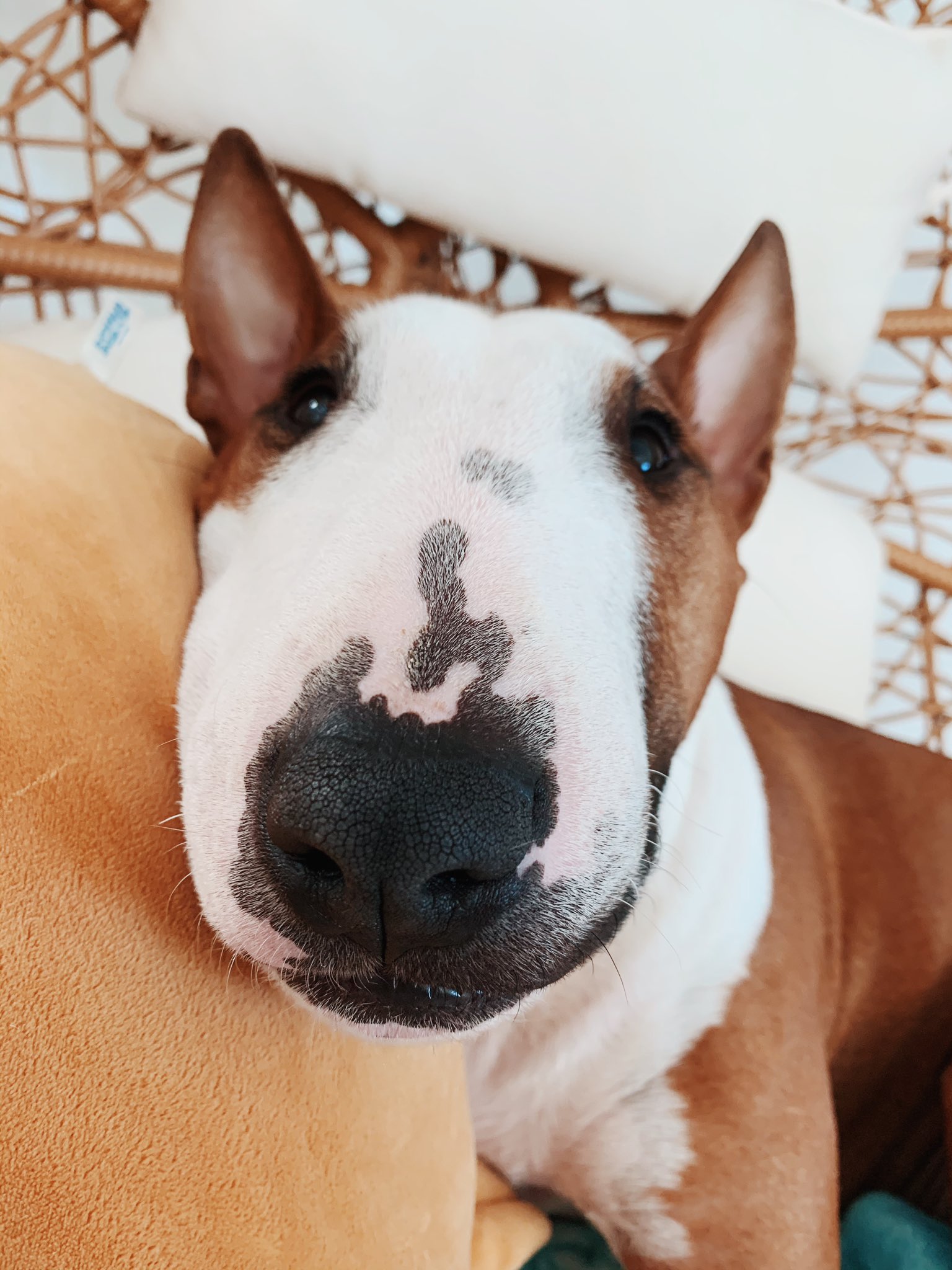 Laurdiy hotsell dog breed