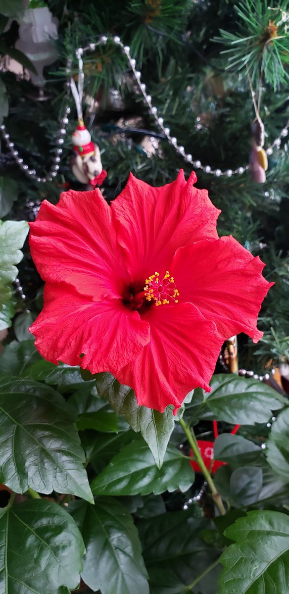 PersonContact's tweet photo. .@cbcontariotoday this hibiscus has been in the family for about 40 yrs and in this season gives us 1 or 2 fresh flowers every day! Helps brighten up your day. #gardeners #EdLawrence https://t.co/B0ypd7F9Z4