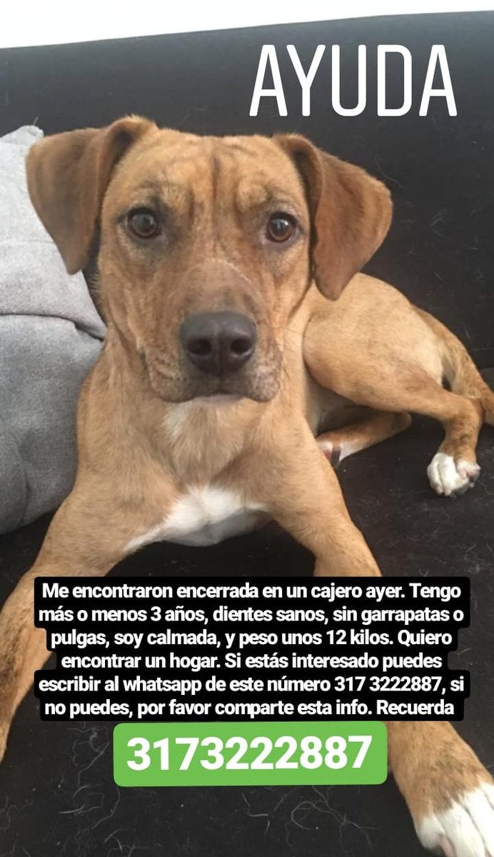 DjDianamedina's tweet photo. Amigos ¿me ayudan a compartir? Quiero que este angelito tenga un hogar en esta navidad. Por favor.

Info al 3173222887 🙏 https://t.co/tyqT6G2ZwJ
