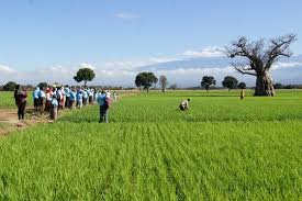 CommodAfrica's tweet photo. Le #projet #riz #Proril en #cotedivoire dépasse ses objectifs
@jica_direct @jica_direct_en #recherche #agriculture @Gouvci @Cirad @AfricaRice @FAO @CTABrussels
https://t.co/B4sOKnxtiL https://t.co/MZSn0BcQdI