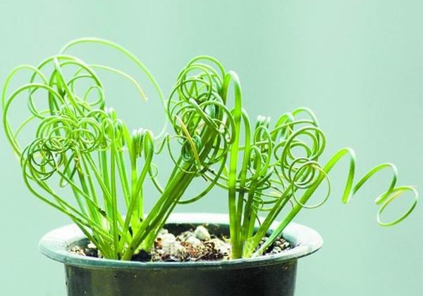 Moraea tortilis or Spiral Grass is a bulbous plant known for its very  unusual and ornamental twisting and curly leaves that resemble a corkscrew.  Flower pot in shape of a head would