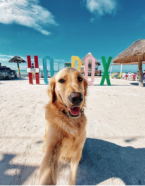 MexicoHolbox's tweet photo. Holbox es un destino en el que las mascotas también pueden divertirse en compañía de sus cuidadores. Ven y conoce la isla con tu mascota. 
/ 

Holbox is a destination where pets can also have fun with their caregivers. Come and know the island with your pet. https://t.co/mQGXVxdWXZ