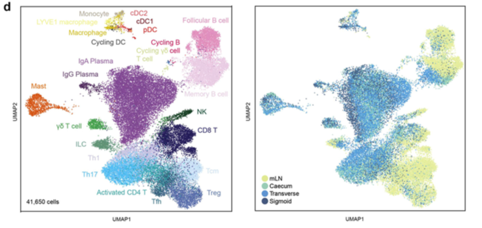 mmw_lmw's tweet photo. Distinct Microbial and #ImmuneNiches of the #HumanColon | Sarah Teichmann @sangerinstitute @biorxivpreprint https://t.co/c7bGkkZRA0 https://t.co/bZFbFnVDTY
