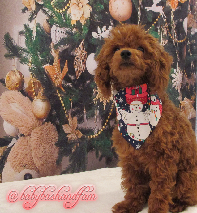 babybashandfam's tweet photo. Where can you find dancing snowmen?! AT A SNOWBALL! ☃️ 🤣

#MondayMood #MondayMorning #MondayMotivation #MondayThoughts #Snowday #Winter #WinterIsComing #DogsofTwitter #DogsofInstagram #Dogs #Poodles #Puppy #PuppyLove #MyDogIsCutest #Angels #Christmas #WinterWonderland https://t.co/akmMLzHdLg