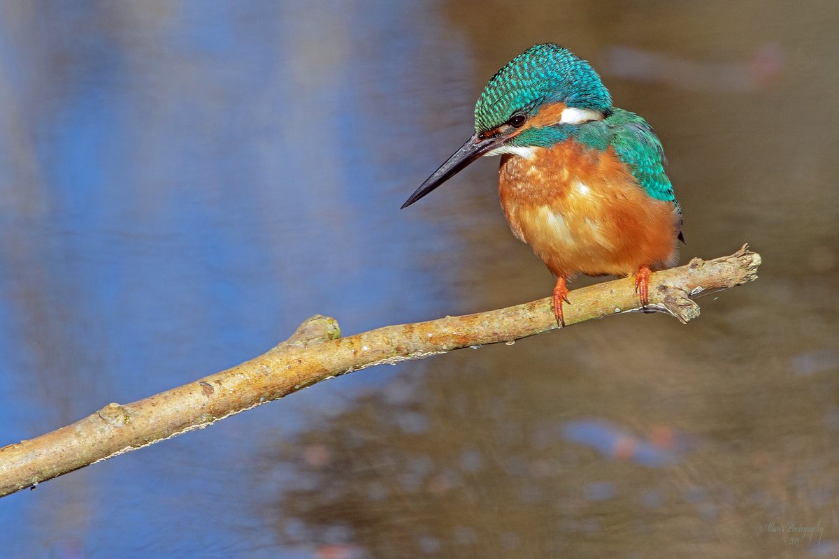 @zimmer_donna @Natures_Voice @WildLondon @LondonNPC @RSPBBexleyGroup @BexleyBirding @Team4Nature @RSPBUrban @LDNRecordersDay @bexleylife @LBofBexley Oooooooo a luv the colours of oor wee  British birds! ❤️❤️❤️👊👍