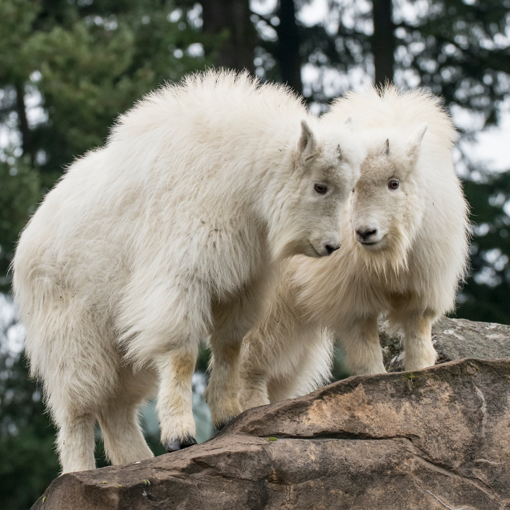 OregonZoo tweet picture
