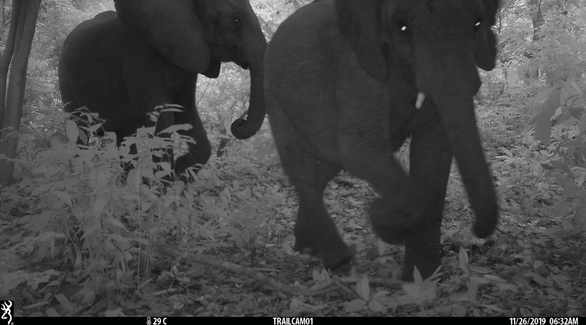 Exciting to see first #AgrisysTanzania camera trap images! @marion_pfeifer @LDBraunholtz <a href="/ModEviPol/">Modelling, Evidence and Policy</a>