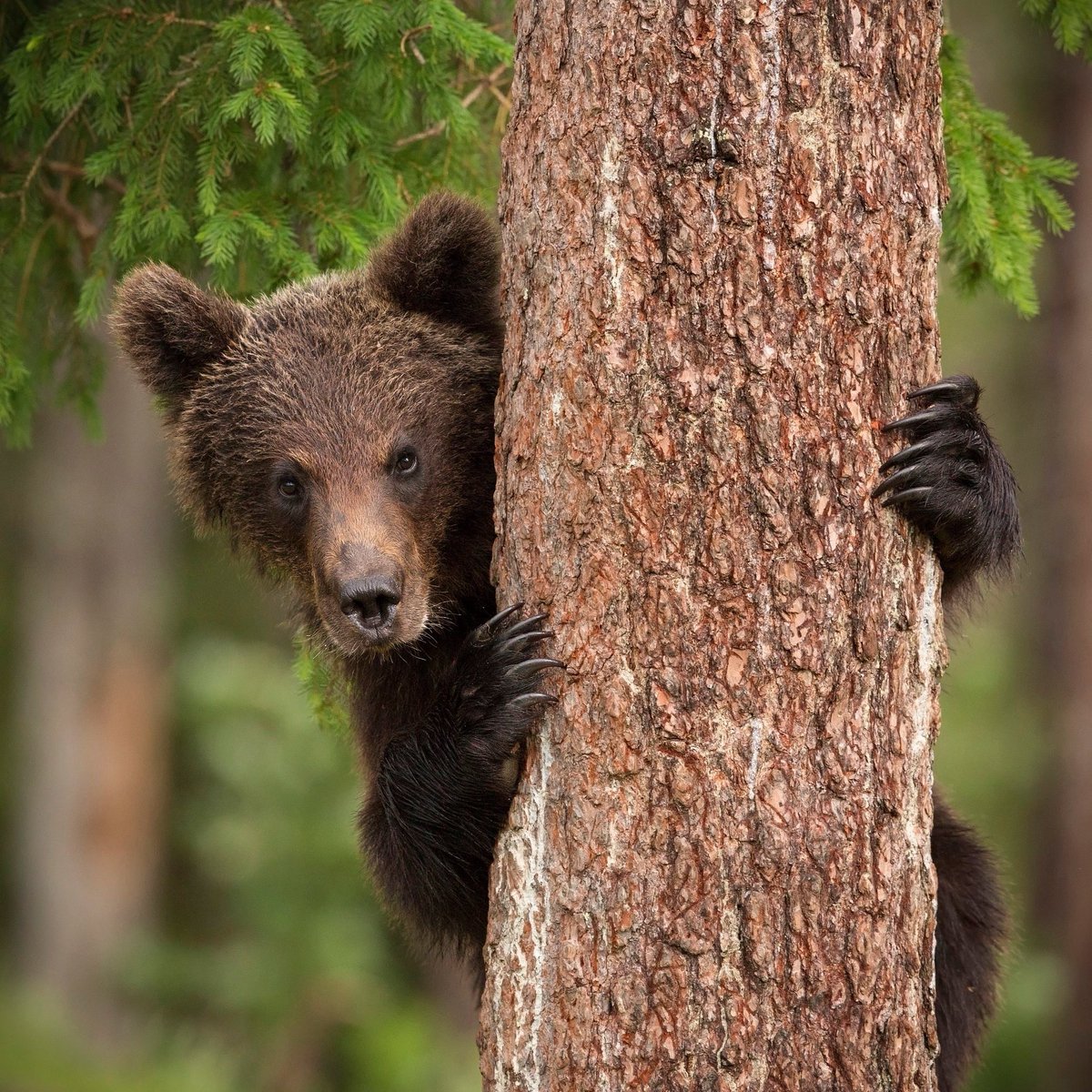 We have just published a detailed report of both 'Land of the Midnight Sun' photo tours in June 2019! Both trips provided some exceptional encounters and conditions.

Find out what we saw here: bearphoto.co.uk/blog/midsummer…