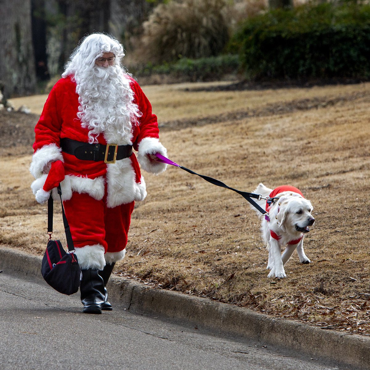 Mike Kerr (@mkerrmemphoto) on Twitter photo Rufus Thomas of <a href="/StaxRecords/">Stax Records</a> fame would have been proud to see that even #Santa knows how to walk the dog ... A scene from Saturday’s Germantown Christmas parade, moments before it began.
<a href="/germantowntenn/">City of Germantown</a> #germantowntn #christmasparade Rufus Thomas of <a href="/StaxRecords/">Stax Records</a> fame would have been proud to see that even #Santa knows how to walk the dog ... A scene from Saturday’s Germantown Christmas parade, moments before it began.
<a href="/germantowntenn/">City of Germantown</a> #germantowntn #christmasparade