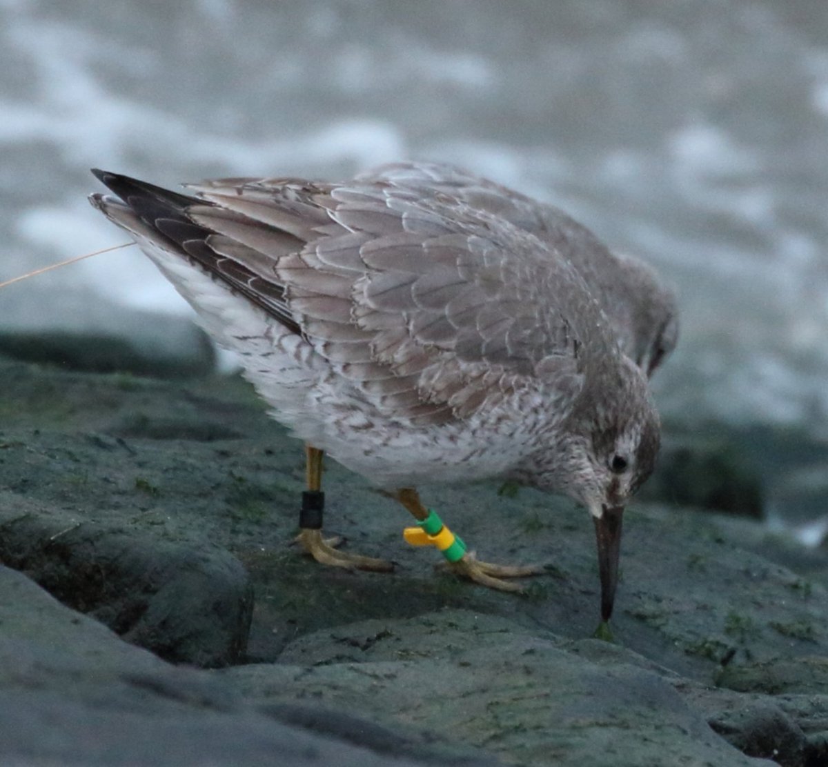 ArjanvanVelzen's tweet photo. Wat zou het verhaal zijn van deze geringde #kanoet met zender? Gezien op de #suderpier #harlingen @vogelnieuws @VroegeVogels @waddentweets @Blakecone https://t.co/MmMzqjXds9