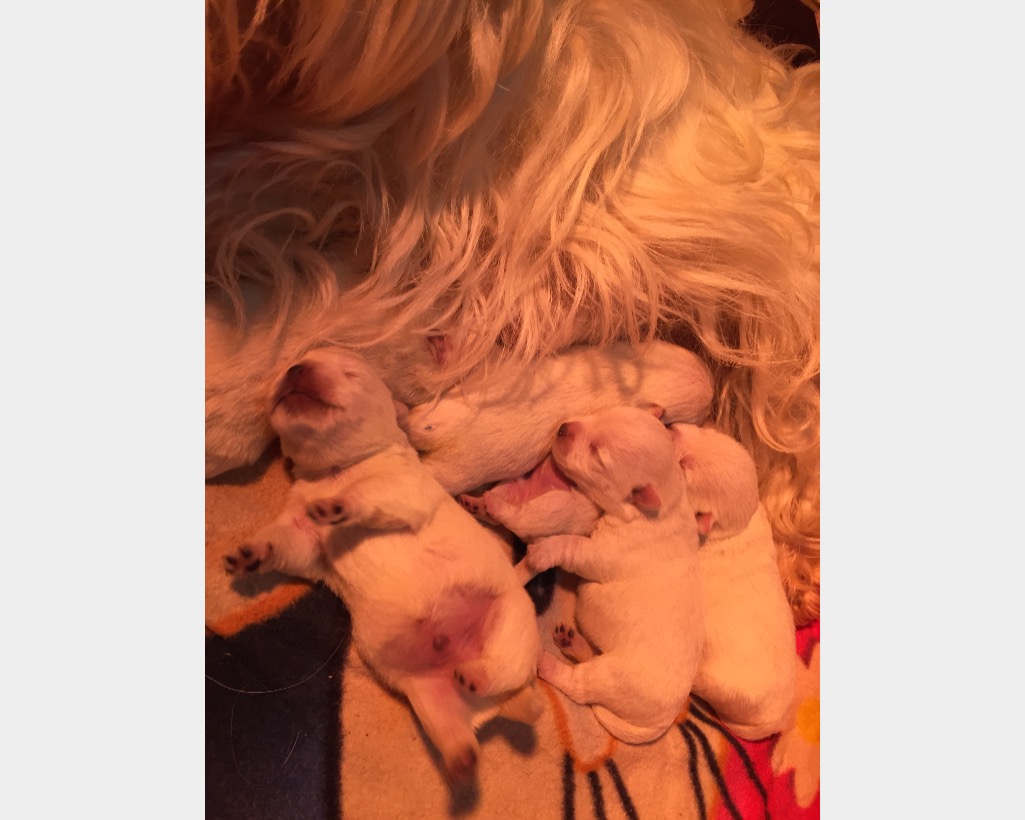 annuncianimalit's tweet photo. Prato: VENDO CUCCIOLI DI WEST HINGLAND WHITE TERRIER: #vendita #cuccioli #cani #prato Vai all'annuncio: https://t.co/W1ima22bZz https://t.co/qPKdMDvHEk