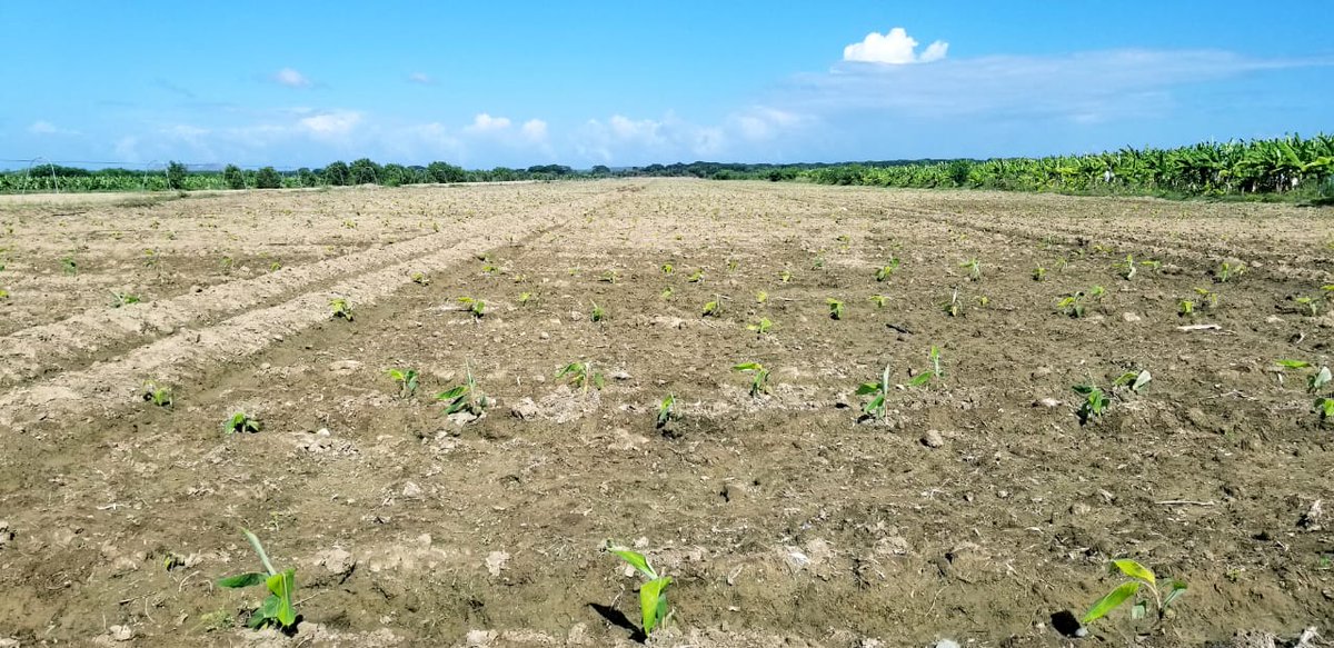 PLCM_RD's tweet photo. El #PLCM continúa siembras y preparaciones de terrenos,  para cumplir la meta de 8,000 tareas de plátano. Peticiones del  Ministro .@OsmarCBenitez
 de @AgriculturaRD
 
#PLCMAutosuficiente https://t.co/grlN43UBvk