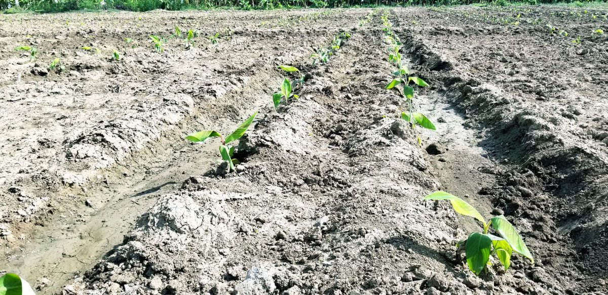 PLCM_RD's tweet photo. El #PLCM continúa siembras y preparaciones de terrenos,  para cumplir la meta de 8,000 tareas de plátano. Peticiones del  Ministro .@OsmarCBenitez
 de @AgriculturaRD
 
#PLCMAutosuficiente https://t.co/grlN43UBvk